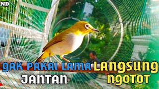 Download lagu Suara Pleci Betina Untuk Memancing Emosi Pleci Jantan mp3