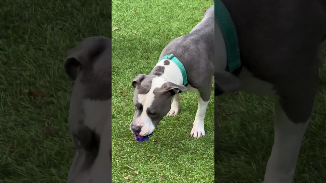 Enlarge Chicken - Momma dog, a ADOPTABLE American Bully in Sammamish, WA video 6/6