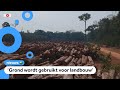 'Nederland speelt grote rol bij het verdwijnen van bos'