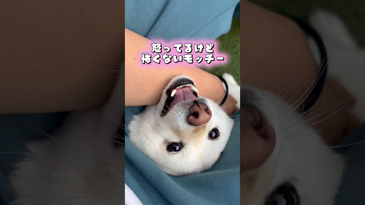 怒っても怖くないモッチー #豆柴