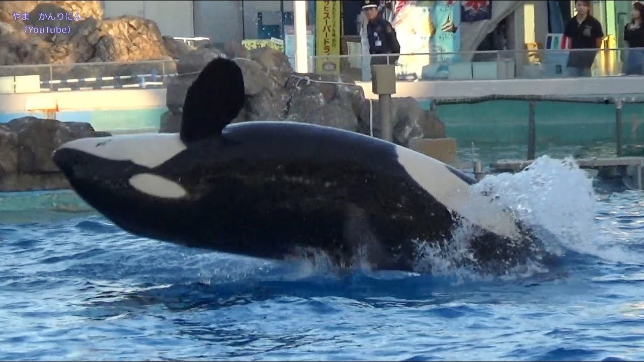 テンション上がったシャチ / 名古屋港水族館