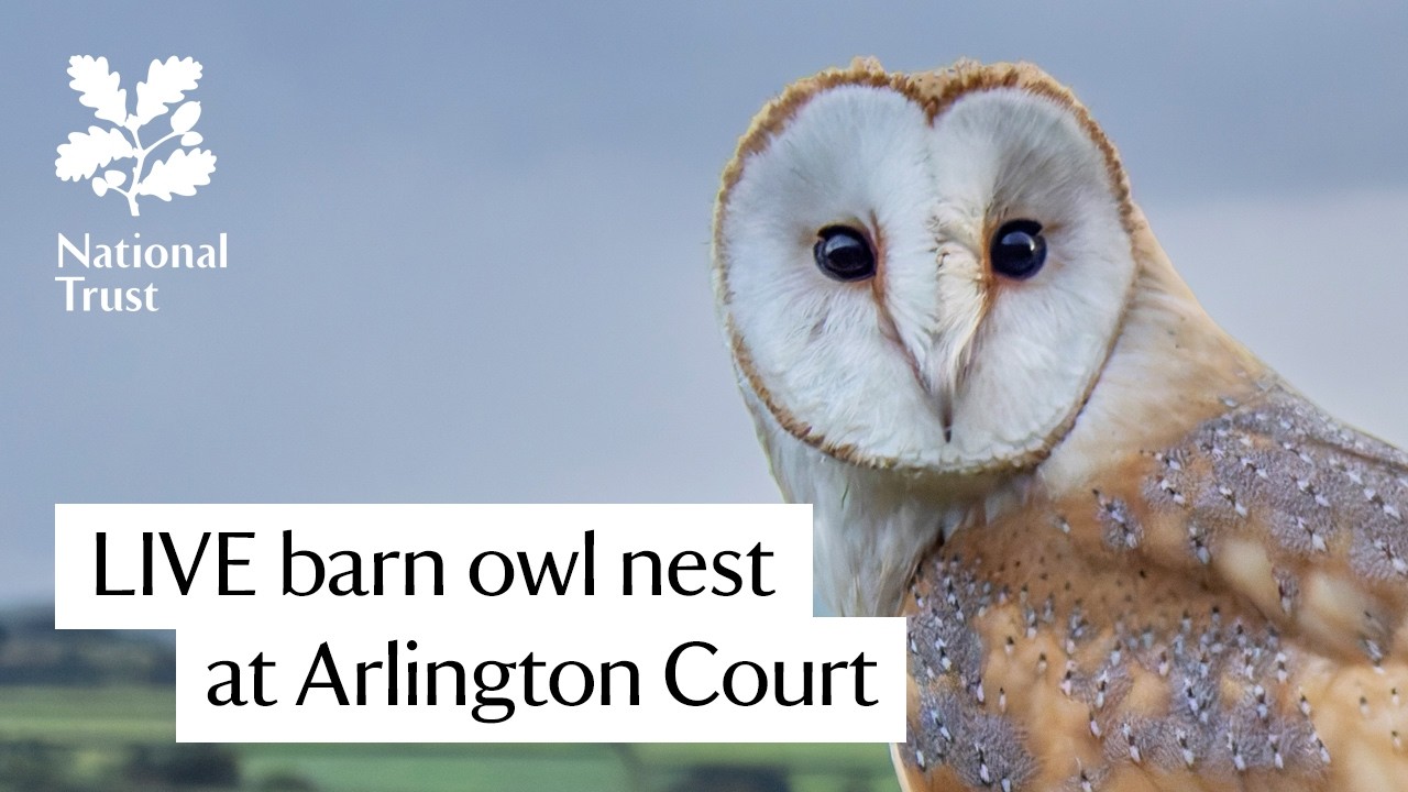Live webcam view of Nido de Lechuza de Arlington Court