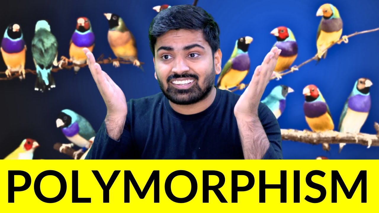 Java Polymorphism | The Most Misunderstood Concept in Programming | Java Mastery - 12