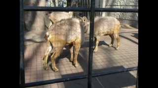 preview picture of video '夢見ヶ崎動物公園～マーコ－ル/ Markhor♂の角突き'
