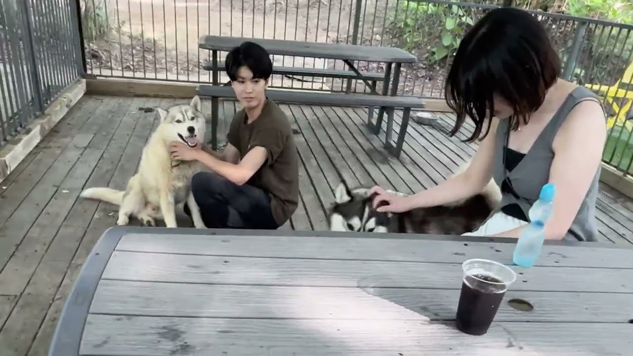 ハスキーの森　7月12日オープン！