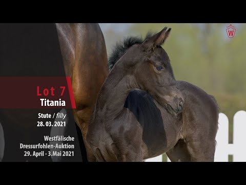 Westfälische Dressurfohlen-Auktion Lot 7 Titania SF v. Taurus - Rock Forever I