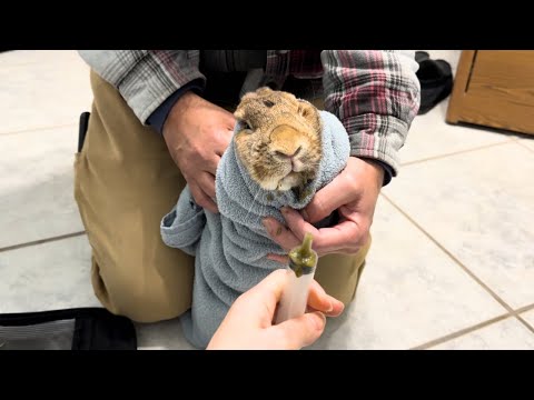 We Thought We Were Going to Lose Her!😨🐰 Rabbit Emergency