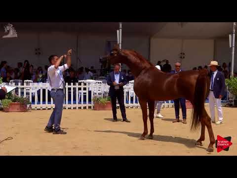 N.146 RHR HEIR OF MARWAN - Menton 2018 - 8 Years Old and Older Stallions (Class 10)