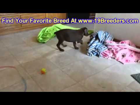 download lagu mp3 mp4 Doberman Breeders Oregon, download lagu Doberman Breeders Oregon gratis, unduh video klip Doberman Breeders Oregon