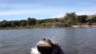 Surprize Hippo attack! ...don&#39;t talk about hippos behind their backs!