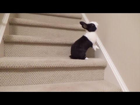 Rabbit falls down the stairs
