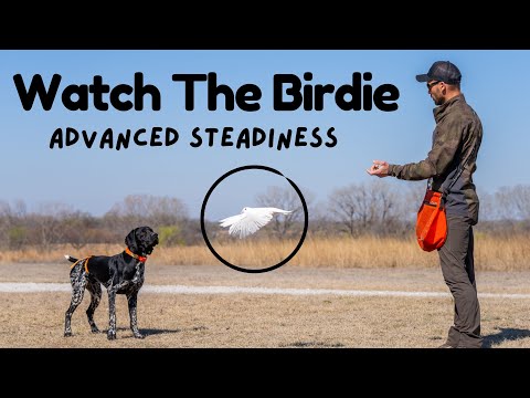 Steady To Wing - First Step Of Advanced Steadiness