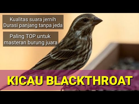Blackthroat Novyj Trend Smotret Onlajn Na Sajte Trendovi Ru