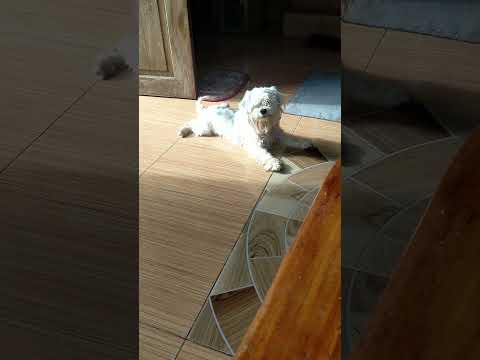 June 12, 2025Lovely dogs