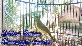 Download lagu kolibri kelapa | wiceh | manggar | korlap betina gacor memanggil jantan mp3 Download lagu kolibri kelapa | wiceh | manggar | korlap betina gacor memanggil jantan mp3