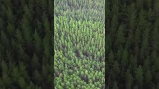 Drönare - Grön skog (#Shorts)