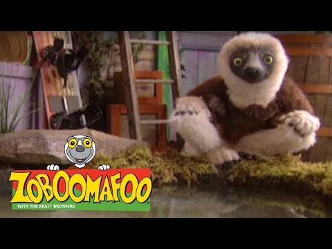 Zoboomafoo with the Kratt Brothers! SUPER CLAW | Full Episodes Compilation