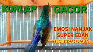 Download lagu KORLAP GACOR EMOSI NANJAK TEMBAKAN RAPAT || pancingan korlap agar emosi cepat bunyi || Hummingbird mp3 Download lagu KORLAP GACOR EMOSI NANJAK TEMBAKAN RAPAT || pancingan korlap agar emosi cepat bunyi || Hummingbird mp3