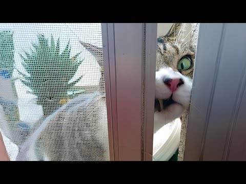 Cats Are The BEST Comedians guaranteed to make you laugh 🤣