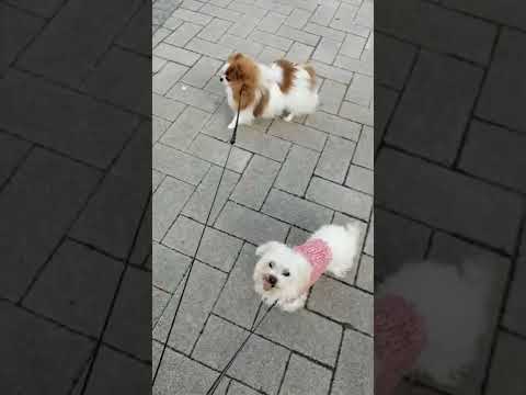 Passeando no vento frio no River City Park