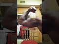 Pec Dance Flexing huge biceps