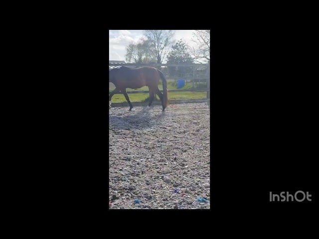 Castrone Oldenburger In vendita 2023 Baio