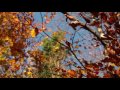 Wind Sounds 1 Hour / Wind Blowing Through Autumn Forest