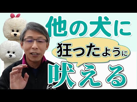 【犬のしつけ】他犬に狂ったように吠える【悩み相談ライブ切り抜き】