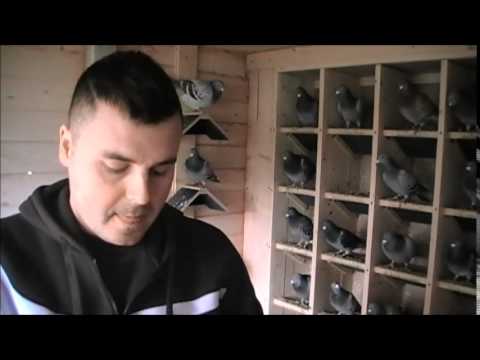 Interviu Oros Bogdan - Prezentarea femelei Miss Maraton si a reproducatorului de baza