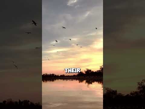 🌊 Chad Lake: The Iconic Lake That Named a Nation! #chad #tchad #africa #african #lake #freshwater 05