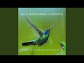 Brandenburg Concerto No. 4 in G, BWV 1049: 1. Allegro