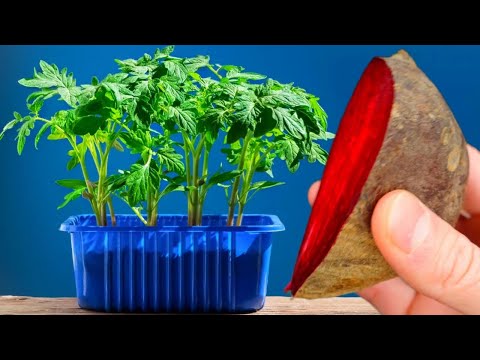 Never Plant Tomatoes and Peppers Without This! The seedlings are strong and productive 5 times highe