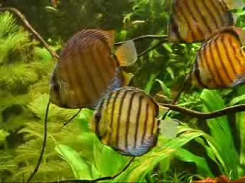 green discus (wild) symphysodon aequifasciatus