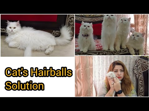 Cat's Hairballs Through Vomiting | symptoms and treatment of cat's hairball | the Cats planet