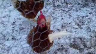 preview picture of video 'me and paige feed the chickens on a cold sataurday  morning'