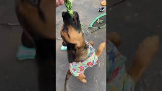 🐶💎New toy for Rusty 💎🐶 #cute #rusty #puppy #funny #shorts #videoshorts #pets #dog