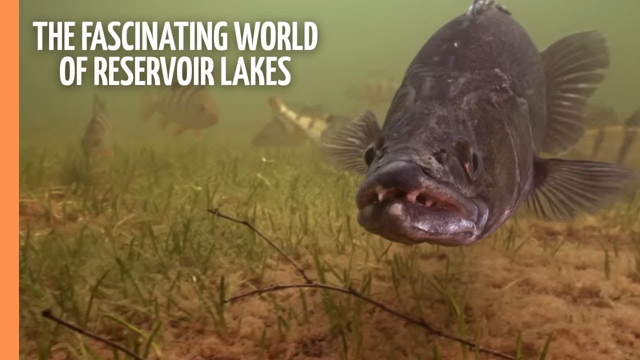 The Fascinating World of Deep Reservoir Lakes