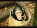 Paul Haslinger - "Monkey Brain Sushi"