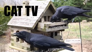 Ravens, Blue Jays and Backyard Birds - 10 Hour CAT TV for Pets to Watch 🐱 - Apr 09, 2024