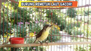 Download lagu Full Pancingan Remetuk Laut Gacor Durasi Panjang – Suara Kasar & Aktif Cocok Buat Masteran Harian mp3