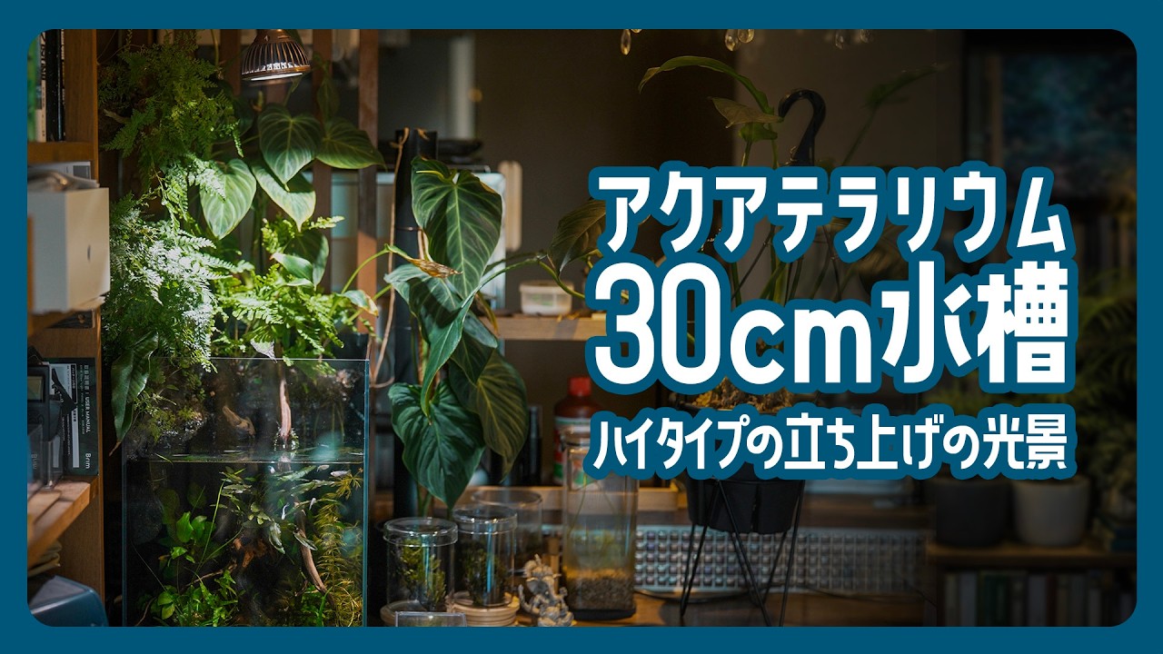 【アクアテラリウム】メダカの30cm水槽ハイタイプのメンテナンスと立ち上げの光景