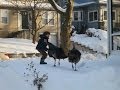 WILD TURKEYS Chase RUNNING BOYS Ages 6 7 LEONIA NJ February 2014