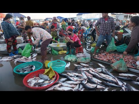 Morning Fish Market Scene @Prek Phnov - Morning Daily Lifestyle & Activities of Vendors Selling Fish