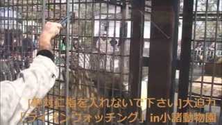 preview picture of video '[指入れ絶対禁止] ライオンウォッチング in小諸市動物園 The lion which stands.'