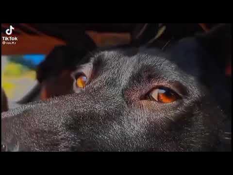 Perro fresco en 4K😈