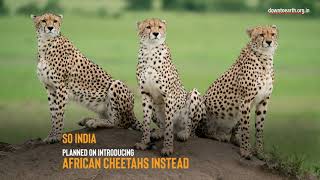 Why the cheetah may never come back to India?