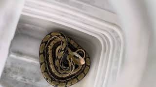 黑眉錦蛇🐍很小隻眼睛圓圓的 很漂亮 但是我不能養你 所以要帶你遠離出走。要去住山上比較大唷  無毒  #黑眉錦蛇