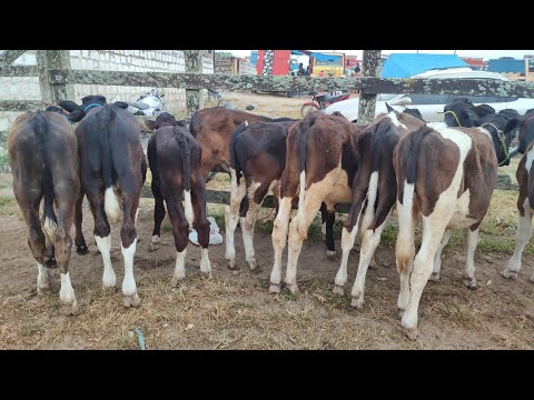 Feira de Bezerros de Capoeiras-PE 23-10-26