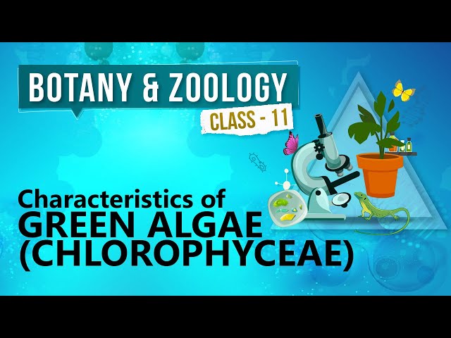 Vidéo Prononciation de Chlorophyceae en Anglais