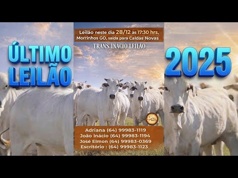 Leilão de Gado em MORRINHOS-GO, 28/12/2025  TransInácio Leilão - 18:00 Hs - Presencial e virtual.